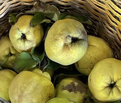 quince fruit basket