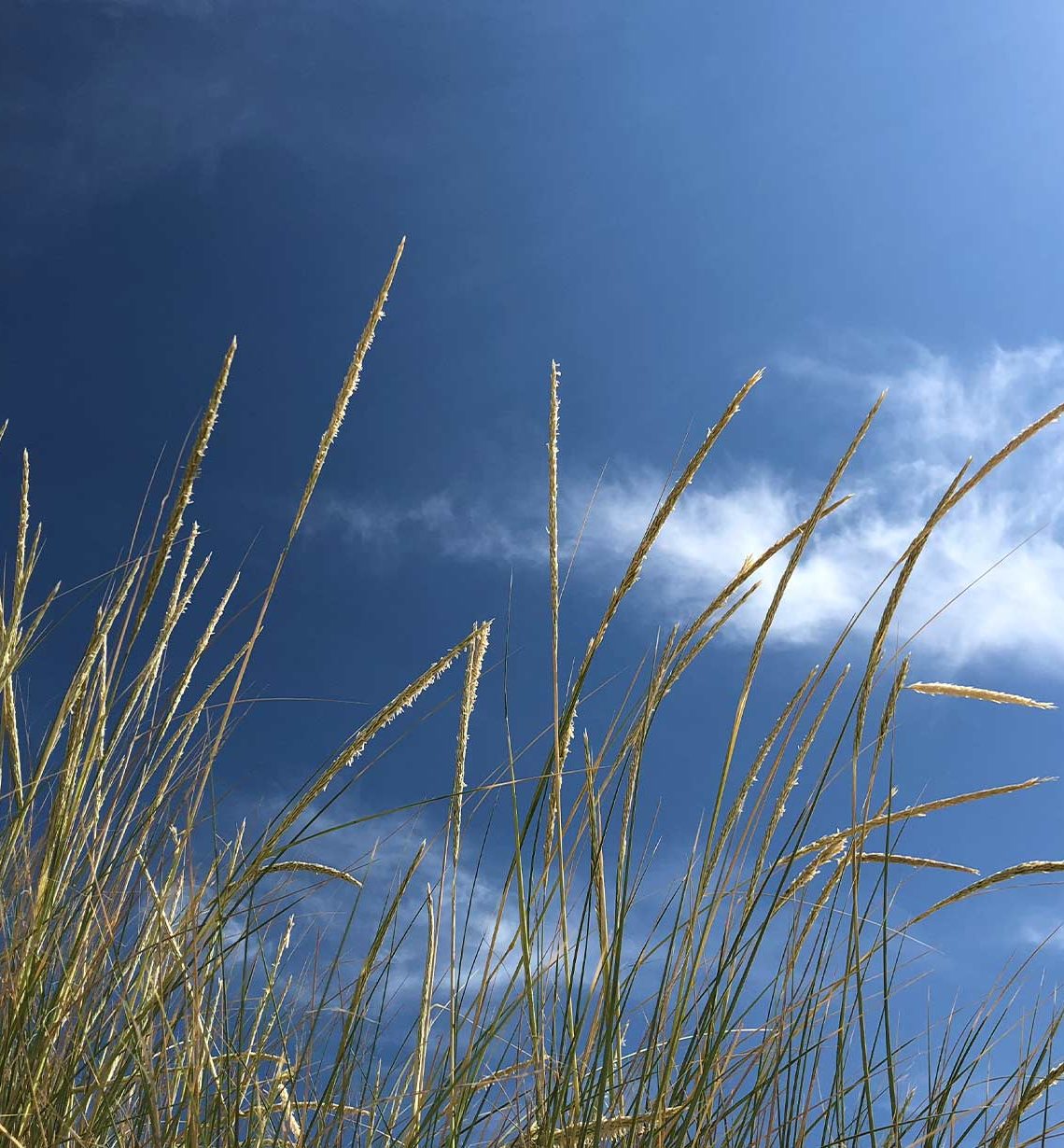Sky and field