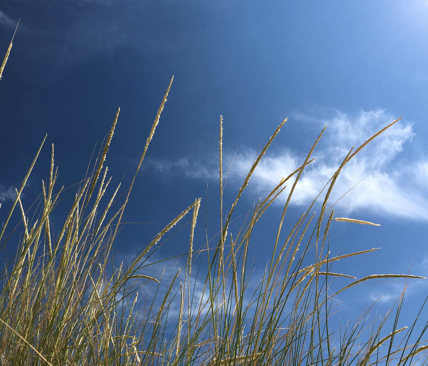 Sky and field