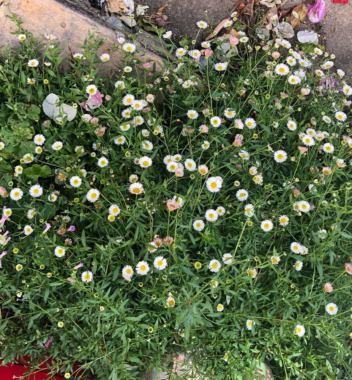 Flowers