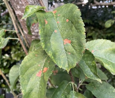 Leaves